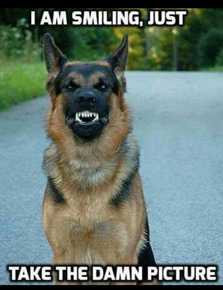 Немецкая овчарка мемы