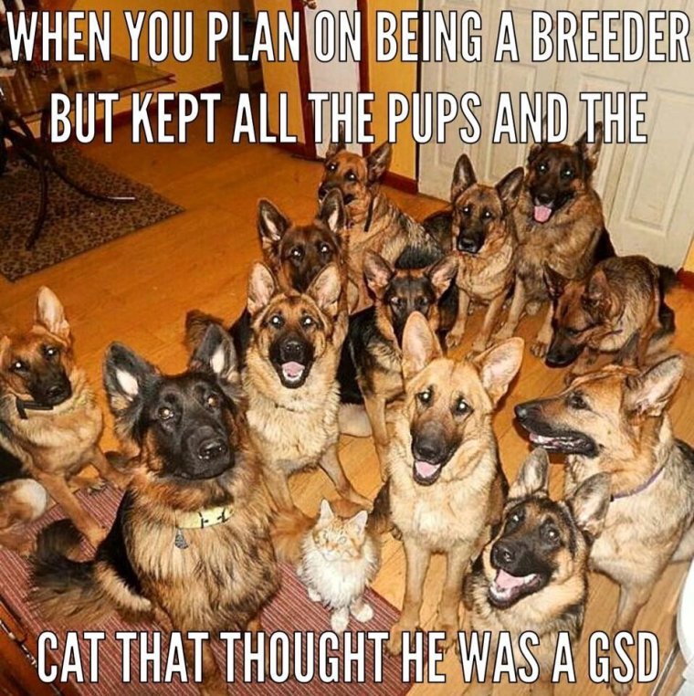 Немецкая овчарка приколы