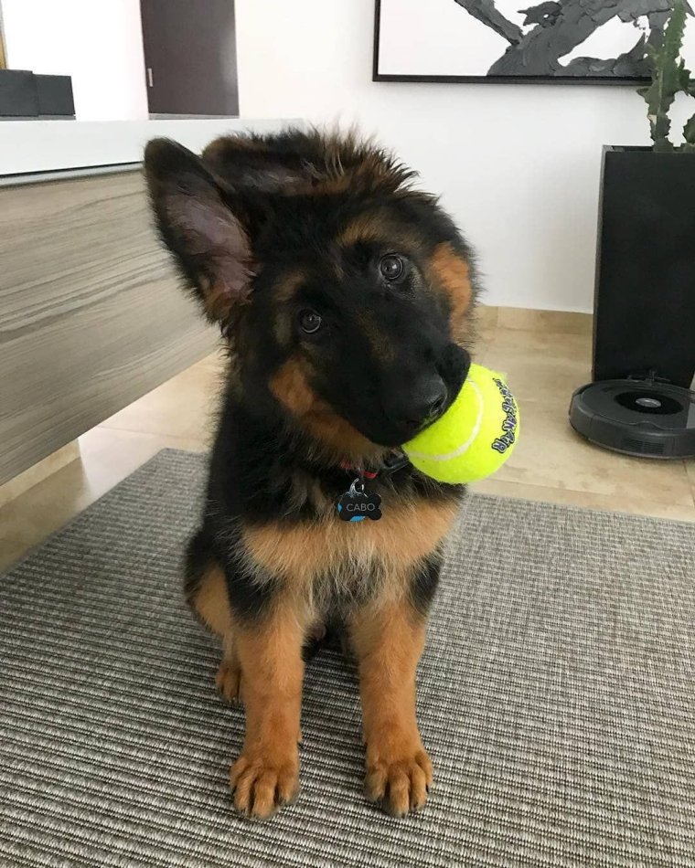 Немецкая овчарка с цепью на шее