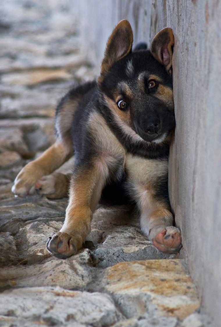 Прикольные немецкие овчарки