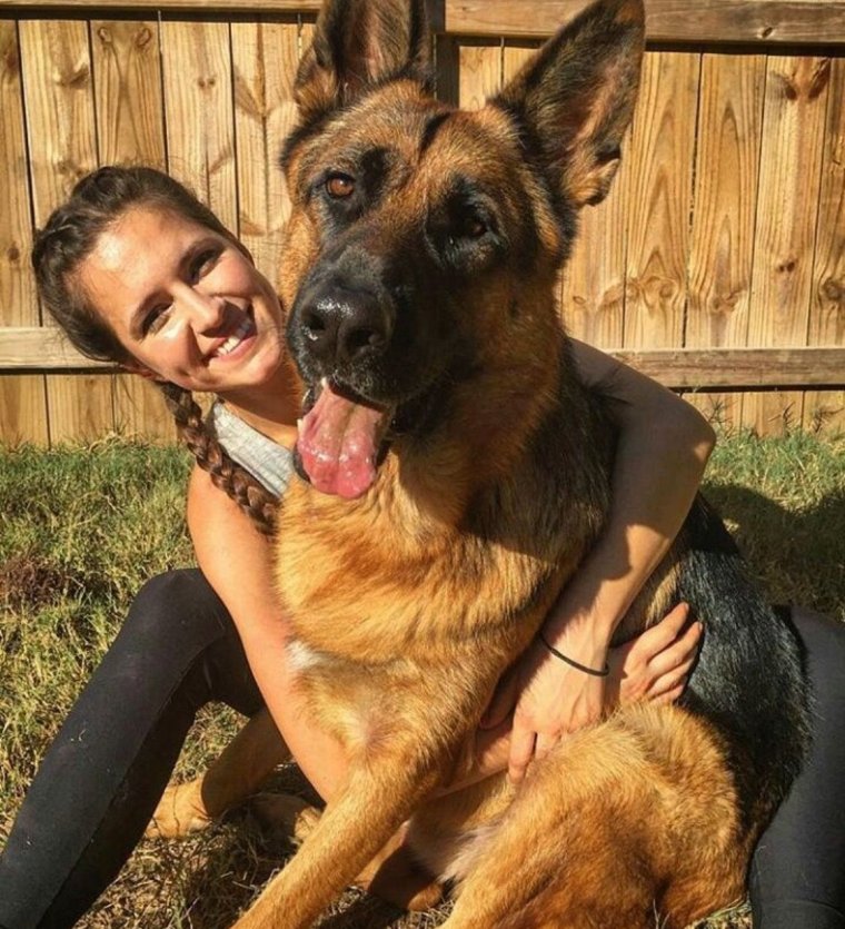 Овчарка в смешных позах