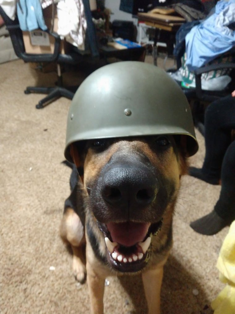 Немецкая овчарка в каске