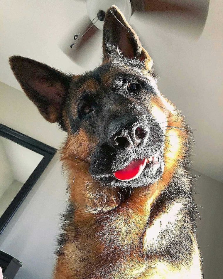 Крутая овчарка