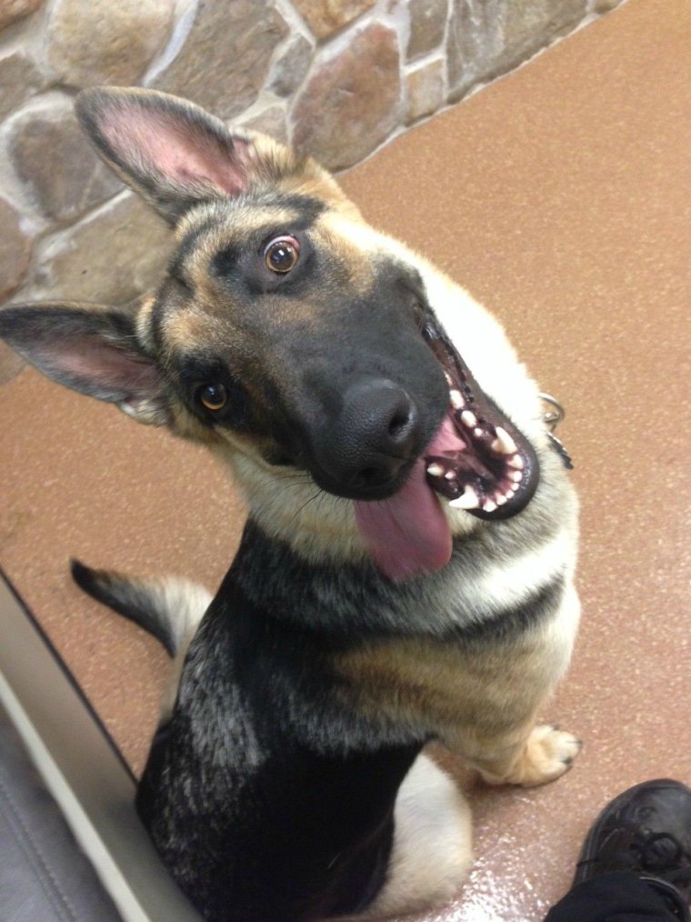 Смешная овчарка