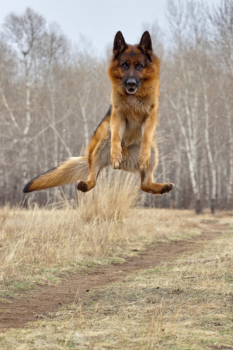 Прикольные немецкие овчарки