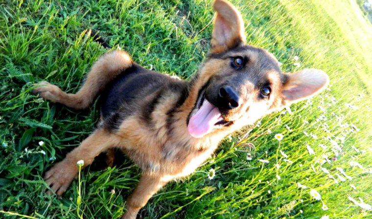 Овчарка улыбается