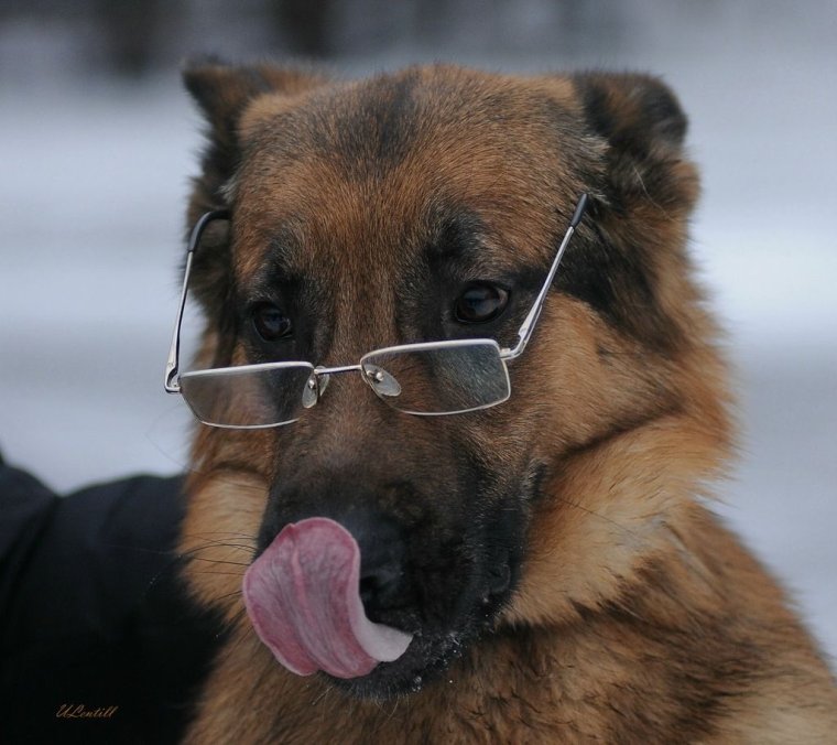 Овчарка в очках