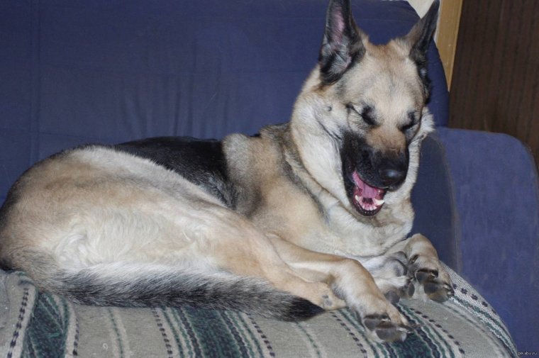 Смешная овчарка
