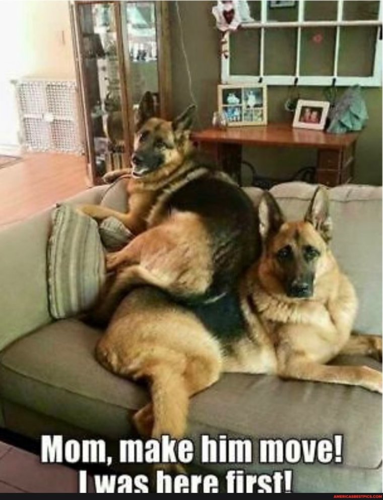 Мемы про овчарок