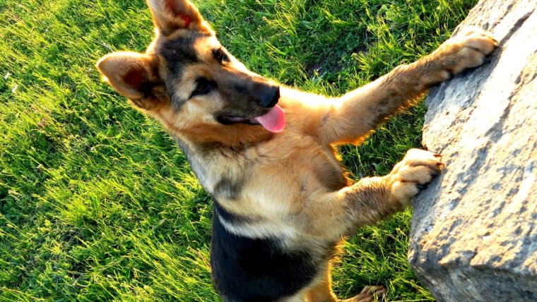 Лапы немецкой овчарки