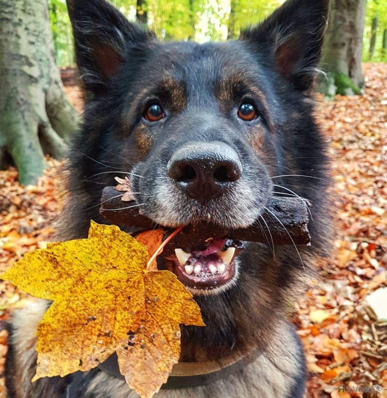 Прикольные немецкие овчарки
