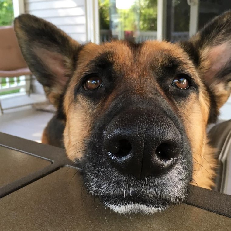 Немецкая овчарка веселая