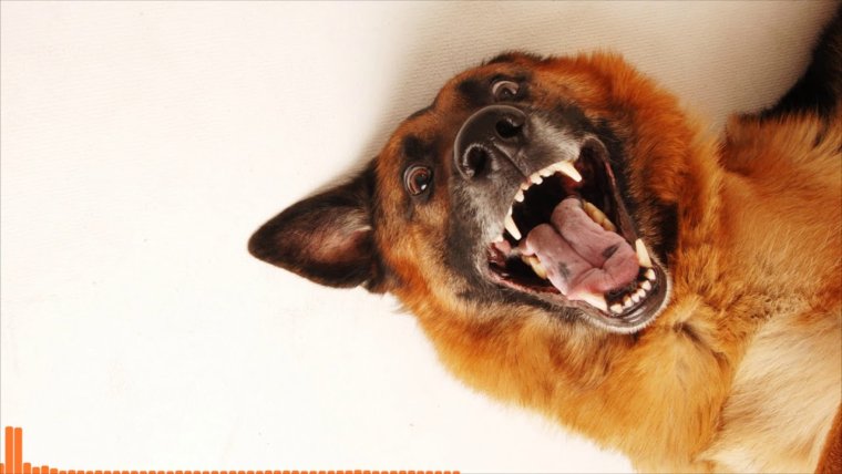 Смешные мордочки щенков овчарки