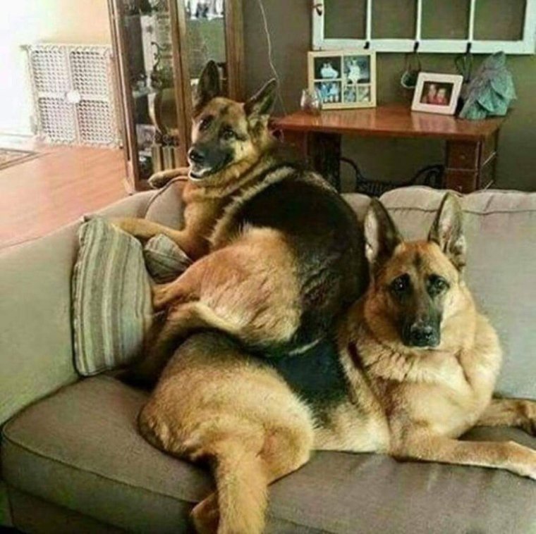 Немецкая овчарка прикольные моменты