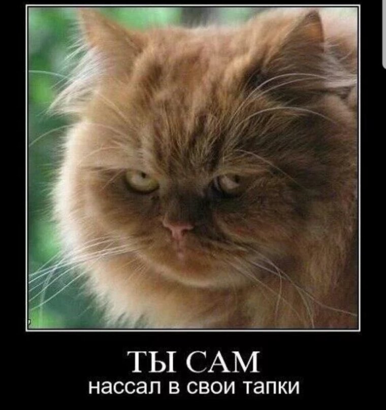 Демотиваторы про котов