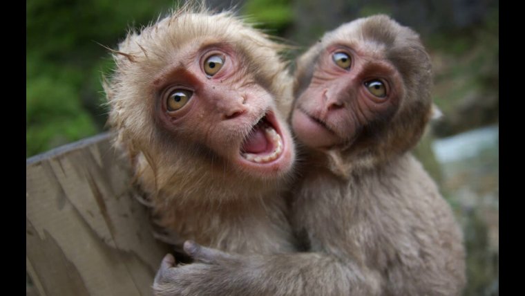 Придуркоатая мапиышкс