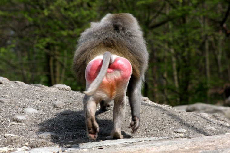 Смешные попы