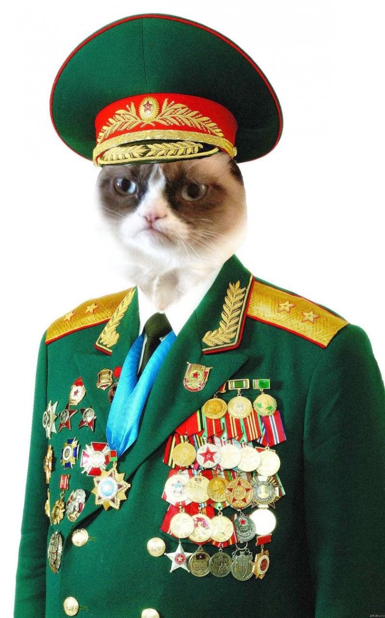 Майор Мурлычкин