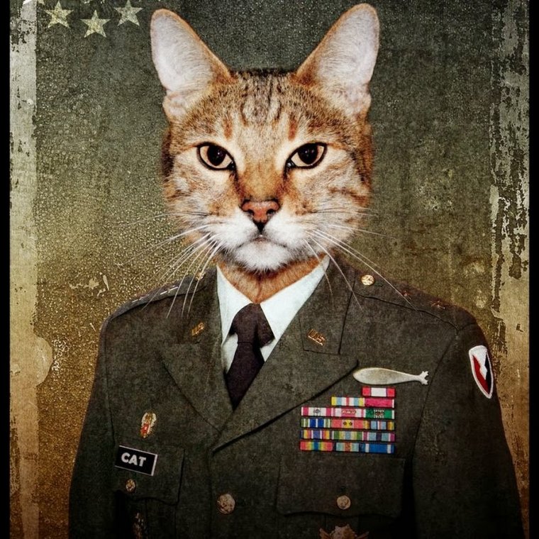 Кот в военной форме