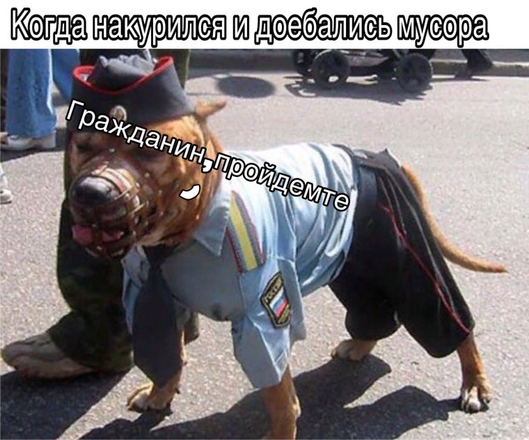 Собака мент