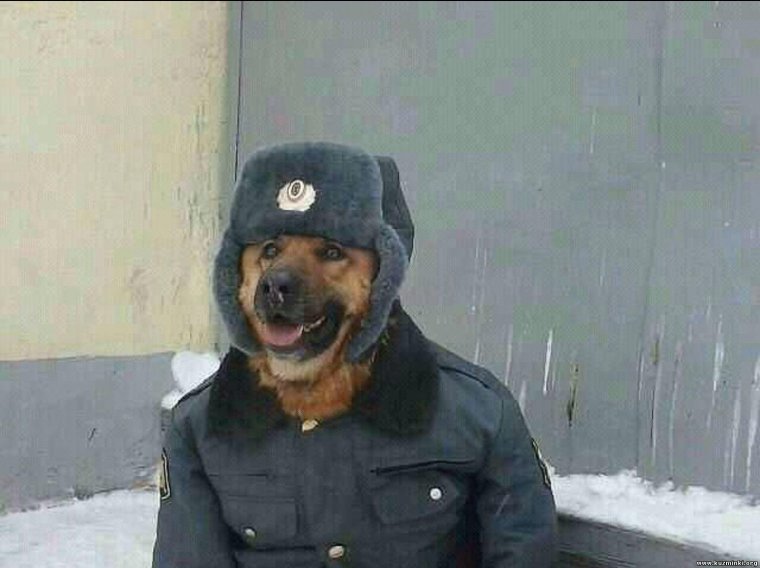 Собака в ментовской форме