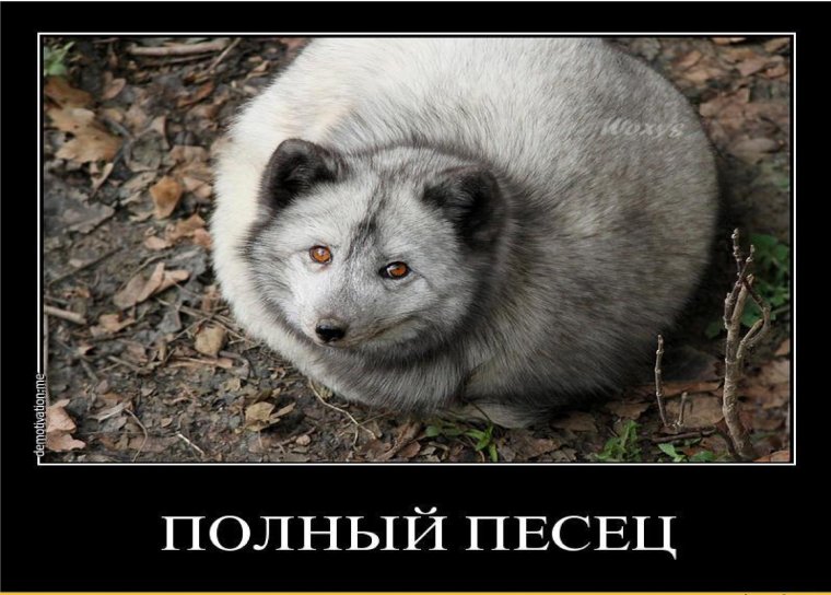 Полный писец