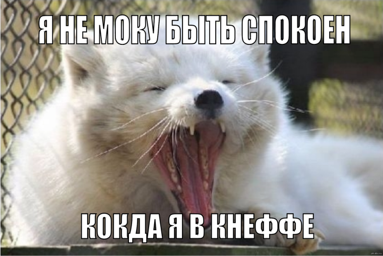 Песец фото приколы