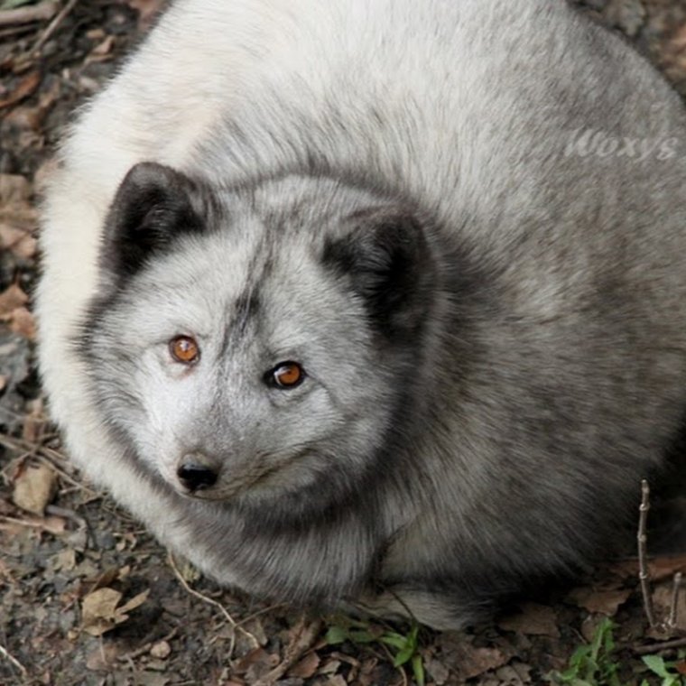 Песец смешной