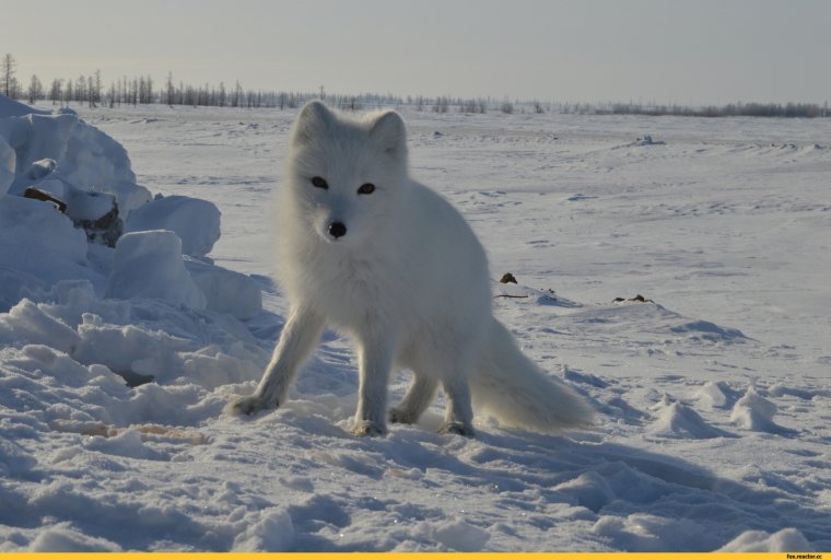 Худой писец