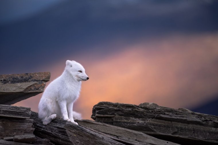 Полярная лиса арт Япония