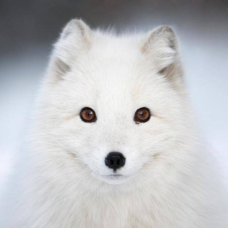 Грустный песец