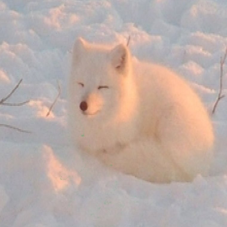 Песец пухлый