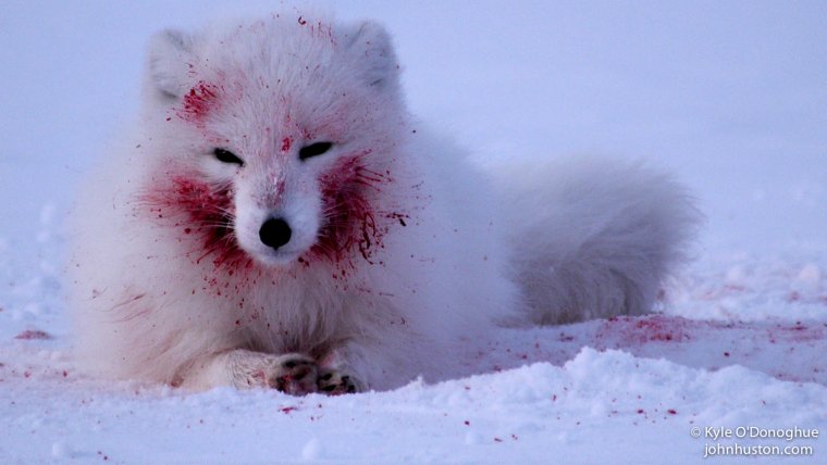 Полярный песец