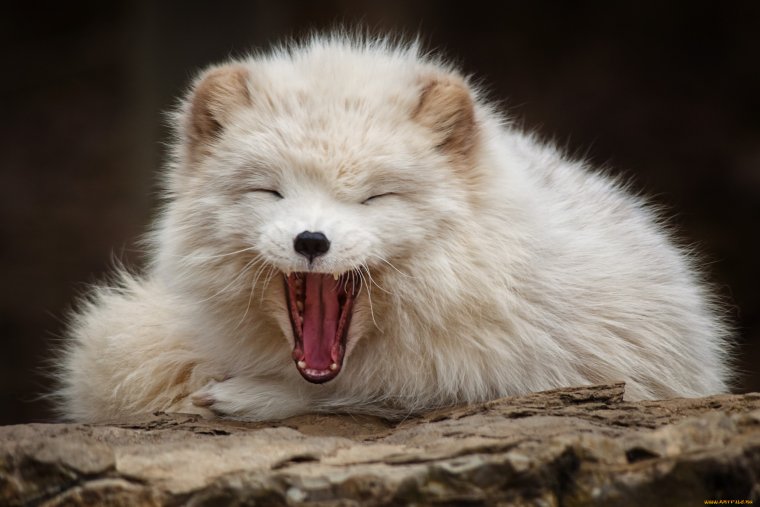 Писец зверь