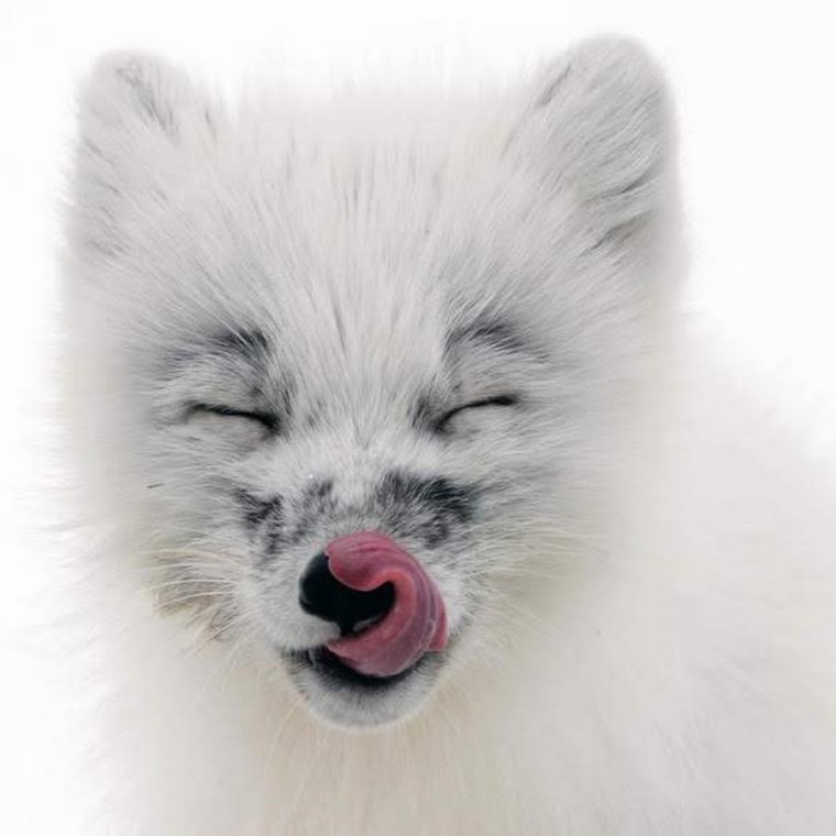 Веселый песец