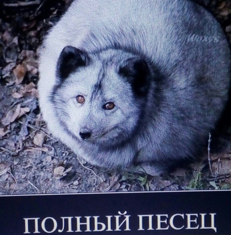 Полный песец.