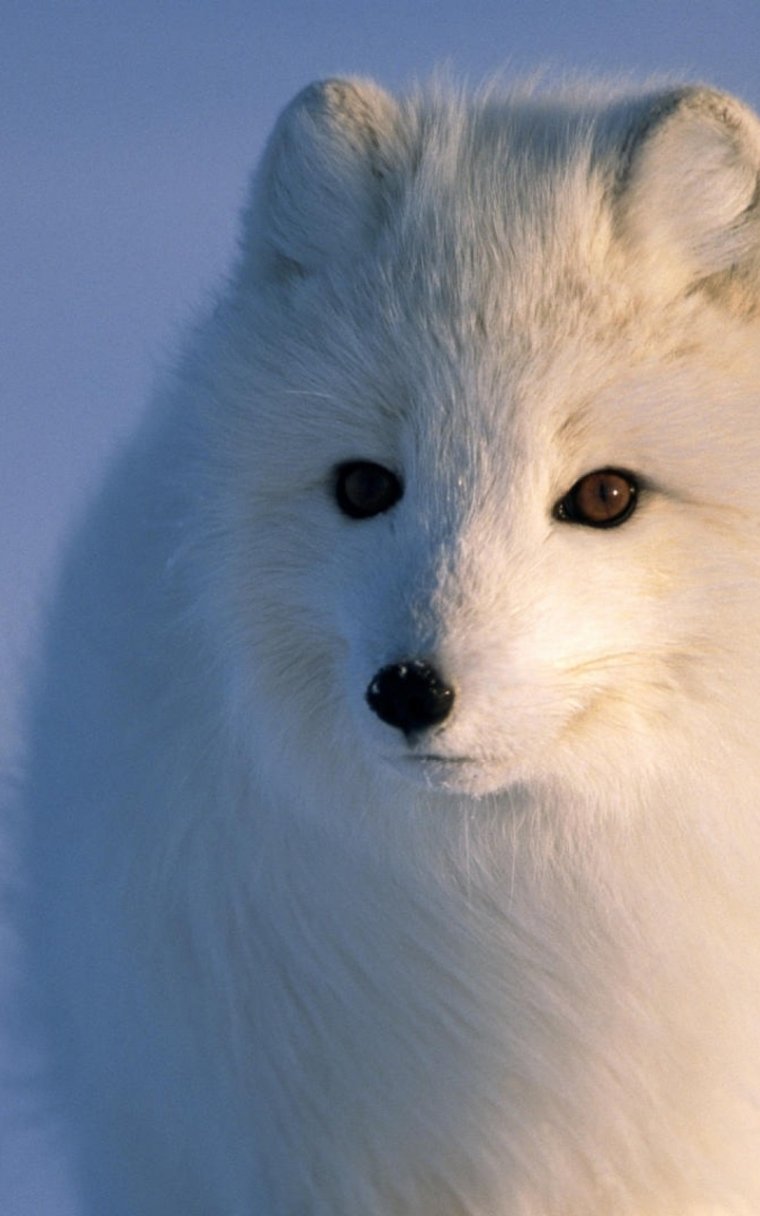 Животные Арктики песец