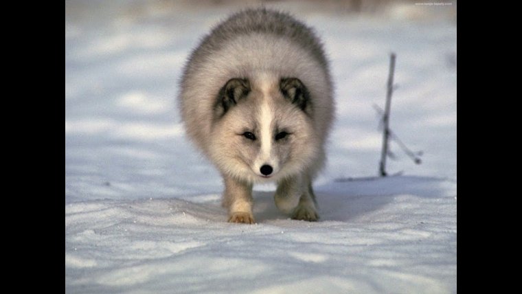 Полный писец