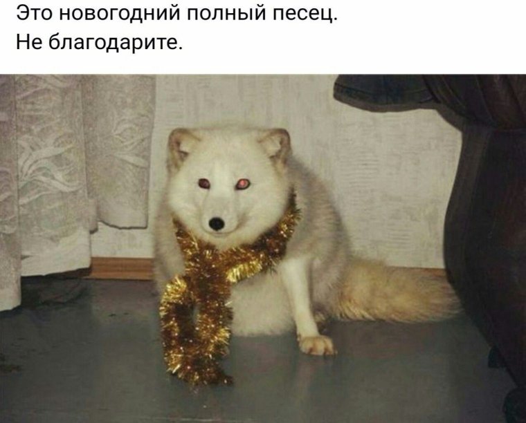 Полный новогодний песец