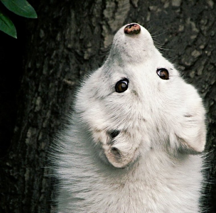 Писец на голове