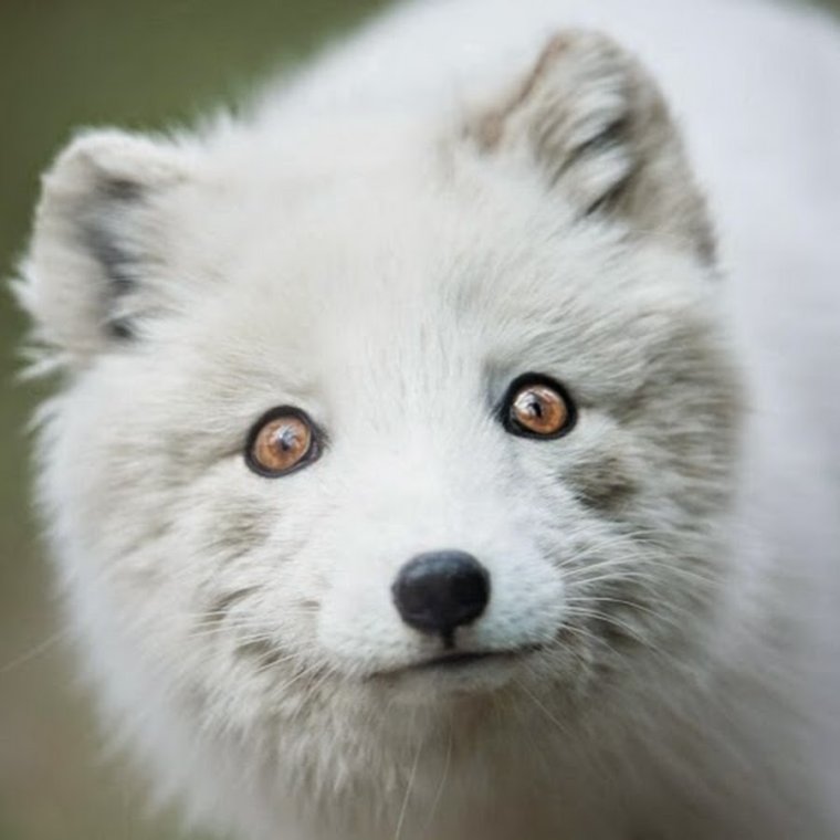 Веселый песец