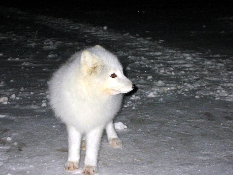 Детеныш песца