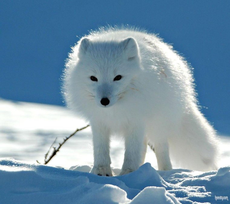 Песец пришел