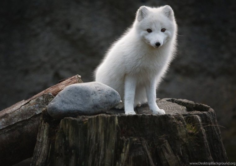 Песец или Полярная лисица