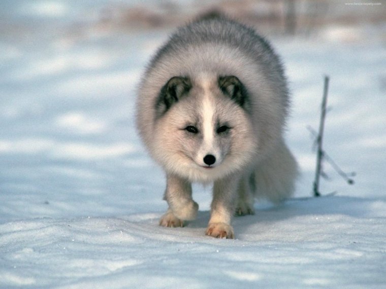 Песец подкрался