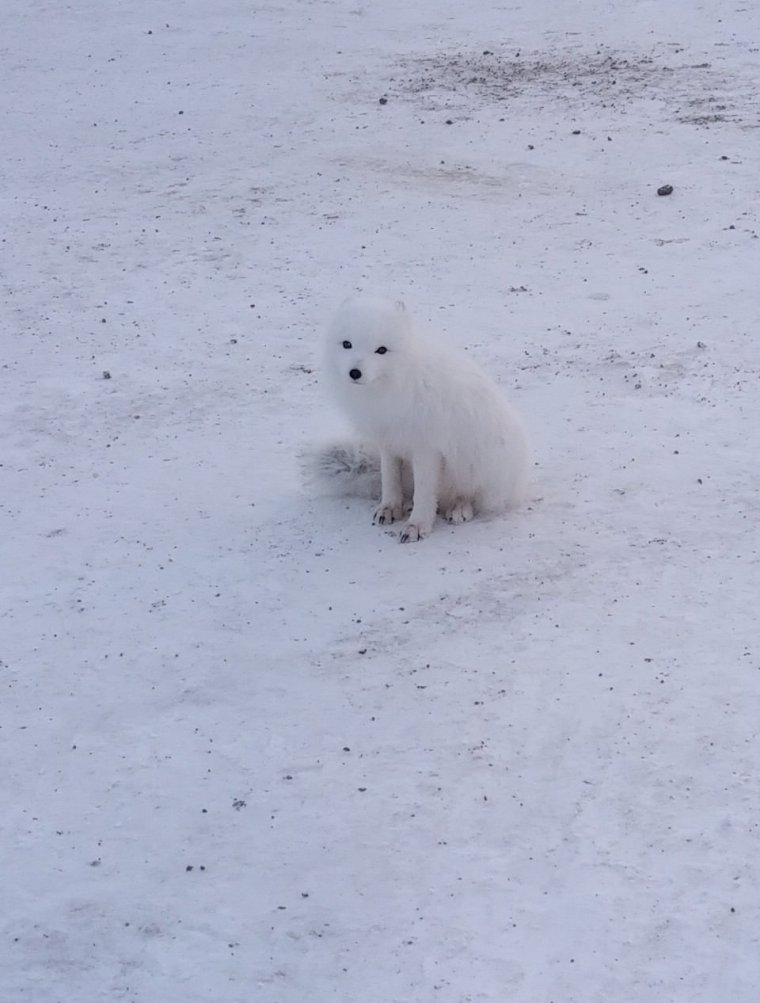 Песец в Мурманске