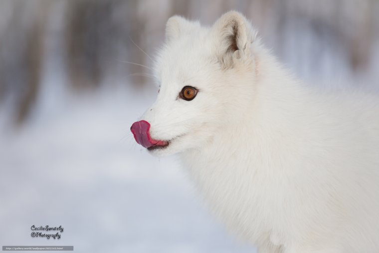 Песец с языком