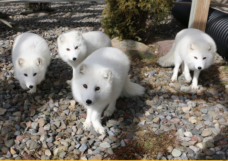 Писец пришел