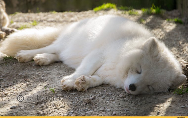 Песец целует