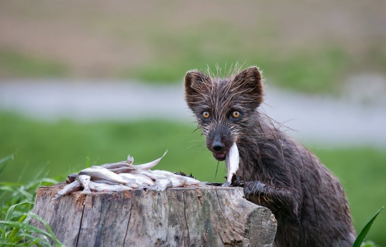 Страшный песец